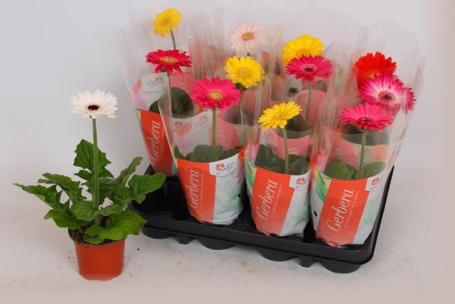 <h4>GER COLOURGAME GEM</h4>