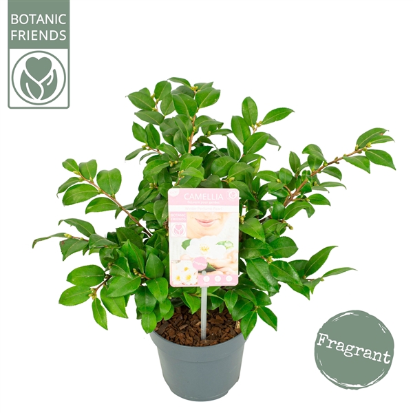 <h4>Camellia ja.'Winter Perfume Pearl'® Premium</h4>