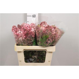 Syr Hy Maidens Blush 4+