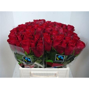 R Gr Madam Red (big)