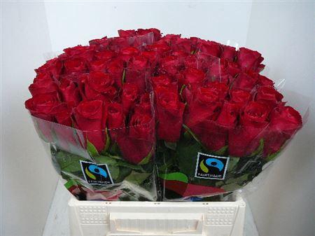 <h4>R Gr Madam Red (big)</h4>