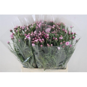 Centaurea Pink Carpet