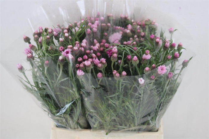 <h4>Centaurea Pink Carpet</h4>