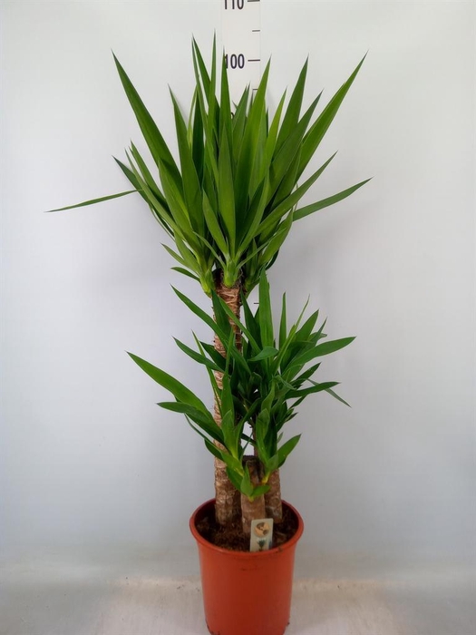 <h4>Yucca   ...</h4>