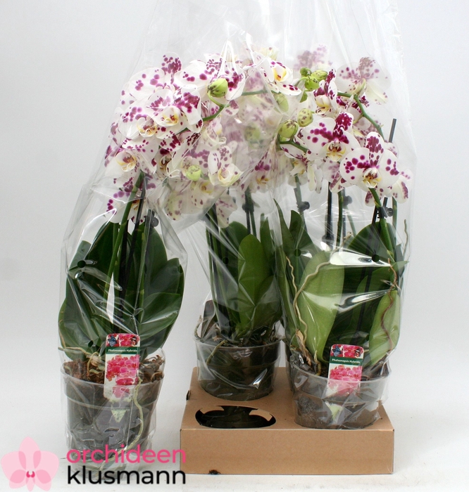 <h4>PHAL GEM</h4>