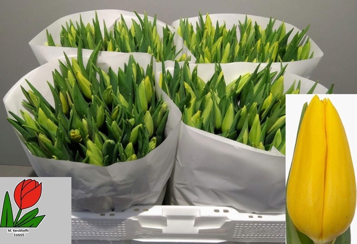 <h4>TU EN STRONG GOLD</h4>