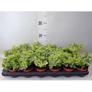 Hedera helix 'White Wonder'