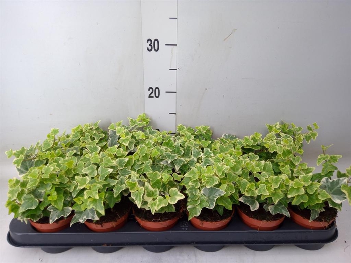 <h4>Hedera helix 'White Wonder'</h4>