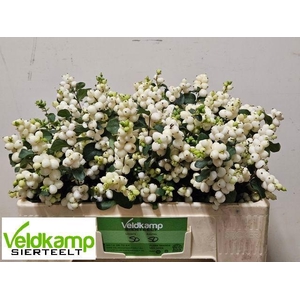 SYMPHO MAG LEMO LIME