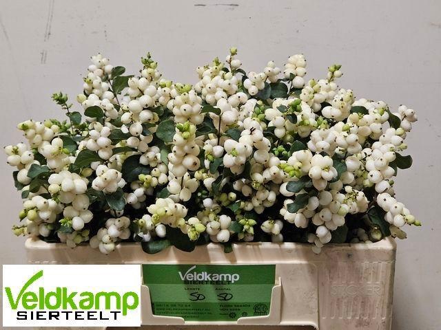 <h4>SYMPHO MAG LEMO LIME</h4>
