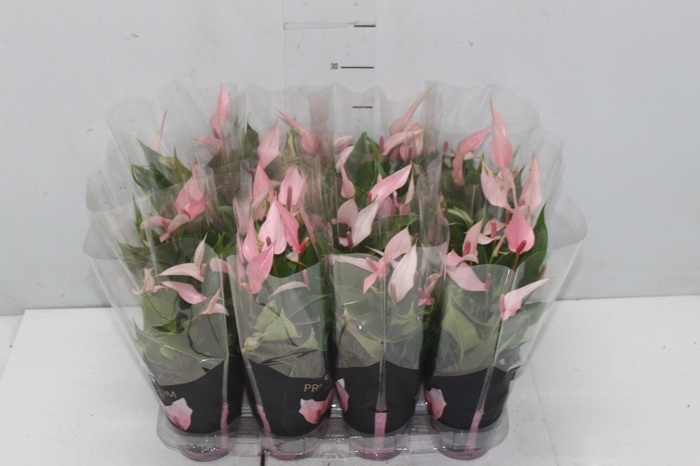 <h4>ANTHURIUM LILLI P09 PREMIUM</h4>