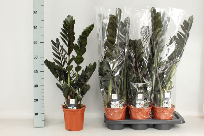 <h4>ZAMIO RAVEN</h4>