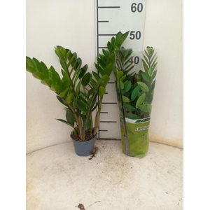 ZAMIO ZAMIIFOLIA