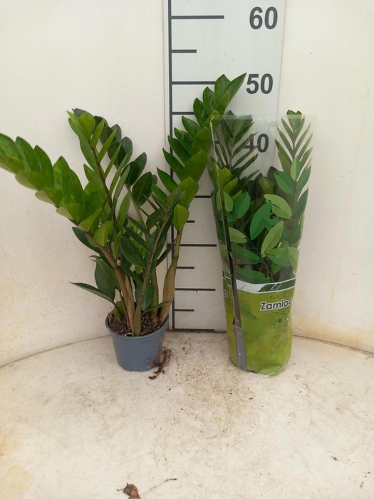 <h4>ZAMIO ZAMIIFOLIA</h4>