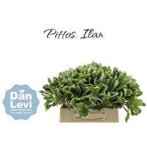 Pittosp To Ilan