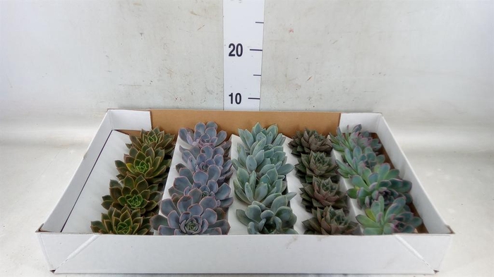 <h4>Echeveria   ...mix</h4>