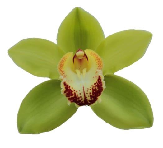 <h4>CYMB T NOAH</h4>