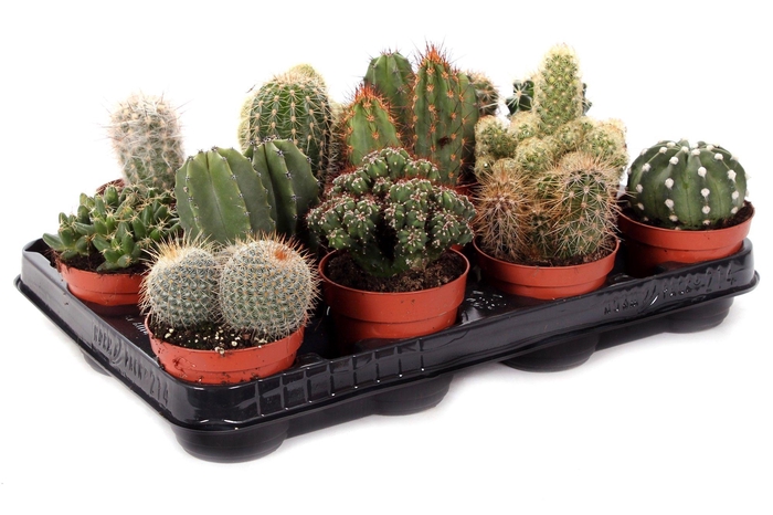 <h4>Cactus mix 8,5 cm</h4>