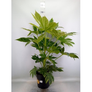 Fatsia japonica