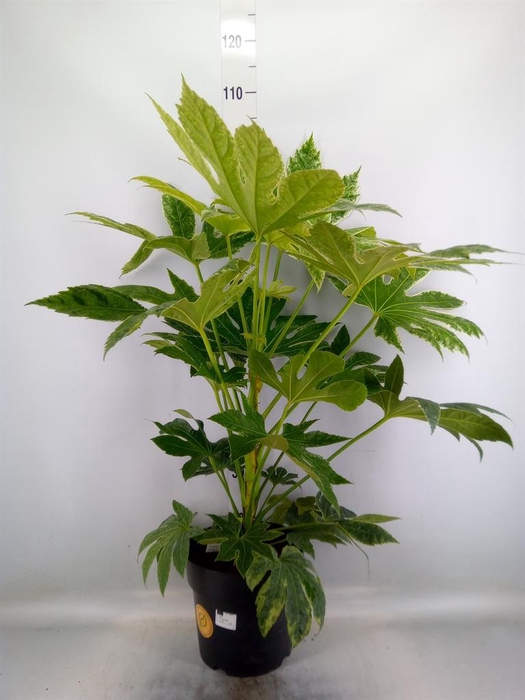 <h4>Fatsia japonica</h4>