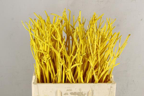 <h4>Mitsumata Flock Yellow Bs(10)</h4>