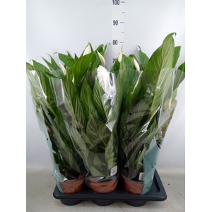 Spathiphyllum  'Bingo Cupido'