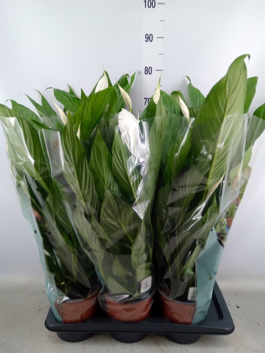 <h4>Spathiphyllum  'Bingo Cupido'</h4>