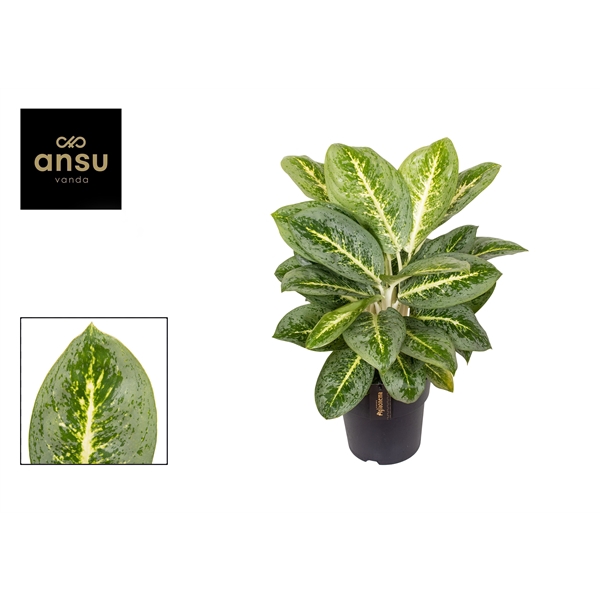 <h4>Aglaonema Lemon Mint</h4>