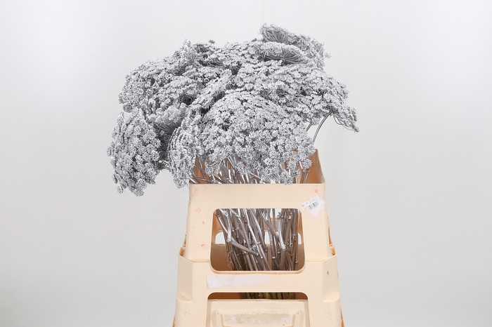 Ammi Zaad Kl Bh Zilver