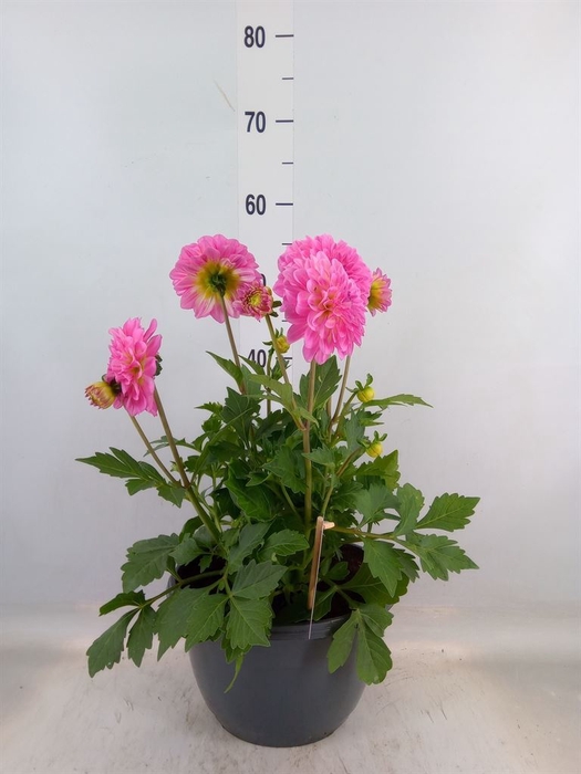 <h4>Dahlia  'Dalina Maxi Salinas'</h4>