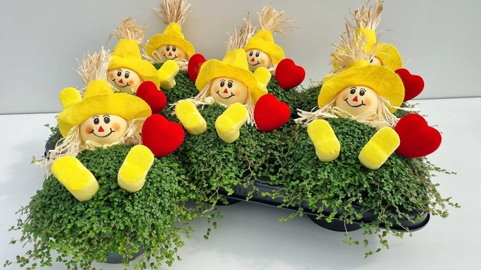 <h4>SOLEI SOL GROEN</h4>