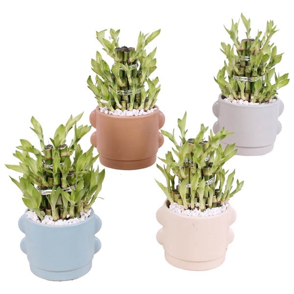 <h4>Lucky Bamboo Shape Round 3S Ø13cm Ceramic SE496</h4>