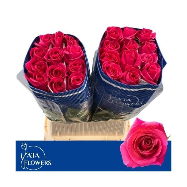 <h4>R gr Pink Floyd</h4>