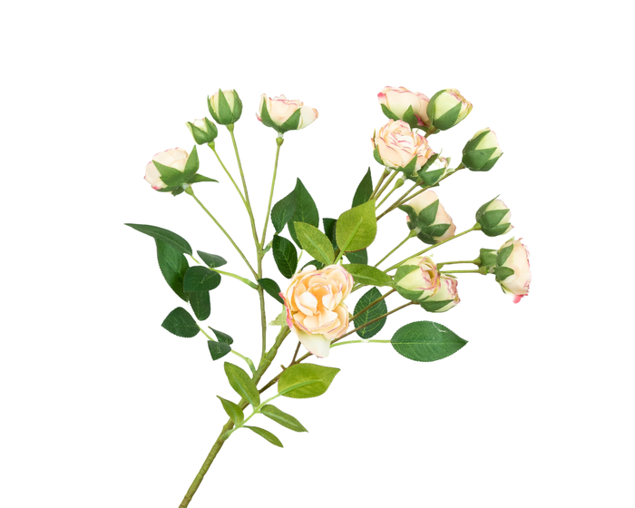 <h4>Rosa Spray Peach</h4>