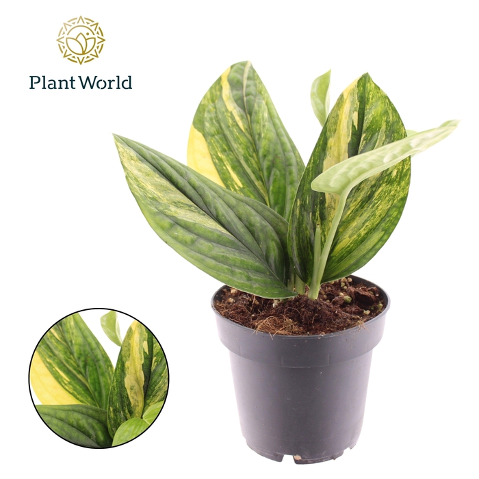 <h4>Epipremnum variegata 'Marble Planet'</h4>