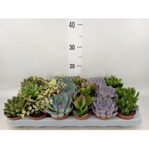 Succulents   ...