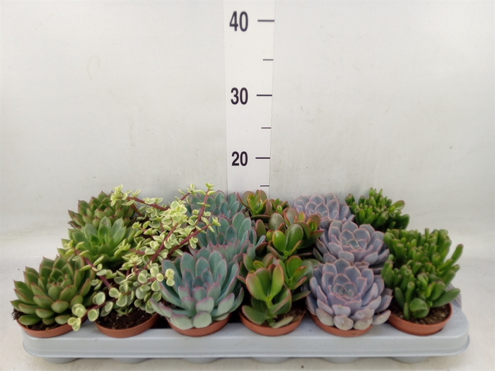<h4>Succulents   ...</h4>