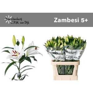 LI 1 OT ZAMBESI 5 + 997