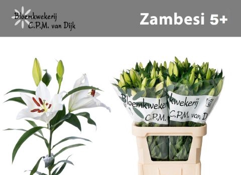 <h4>LI 1 OT ZAMBESI 5 + 997</h4>