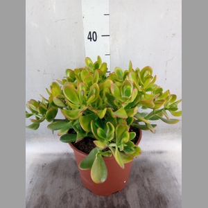 Crassula ovata 'Sunset'
