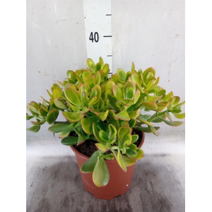 Crassula ovata 'Sunset'
