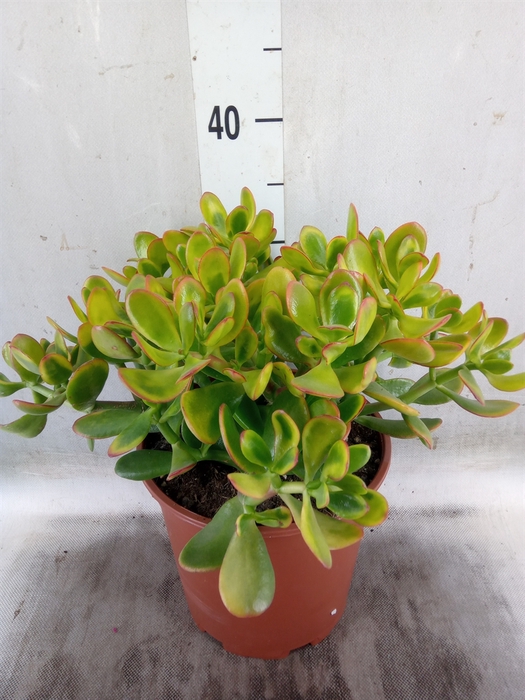 <h4>Crassula ovata 'Sunset'</h4>