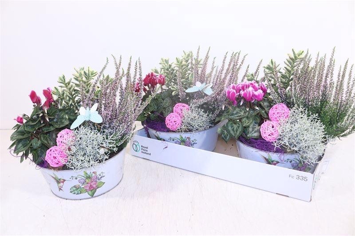 <h4>ARR TUINPLANTEN</h4>