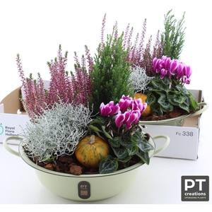 ARR TUINPLANTEN