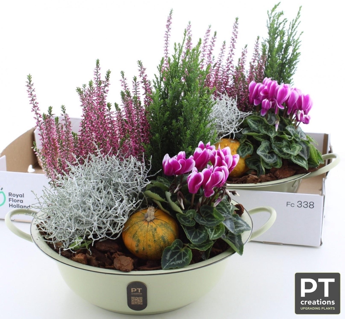 <h4>ARR TUINPLANTEN</h4>