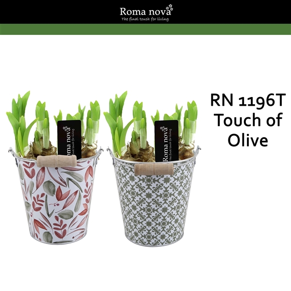 <h4>1196T - Touch of Olive (Tete a Tete)</h4>