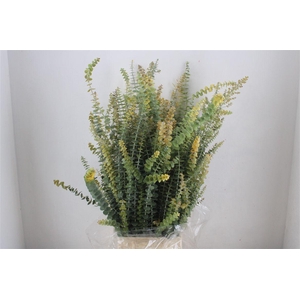 Euca Baby Blue Herfst 200gr Pbs