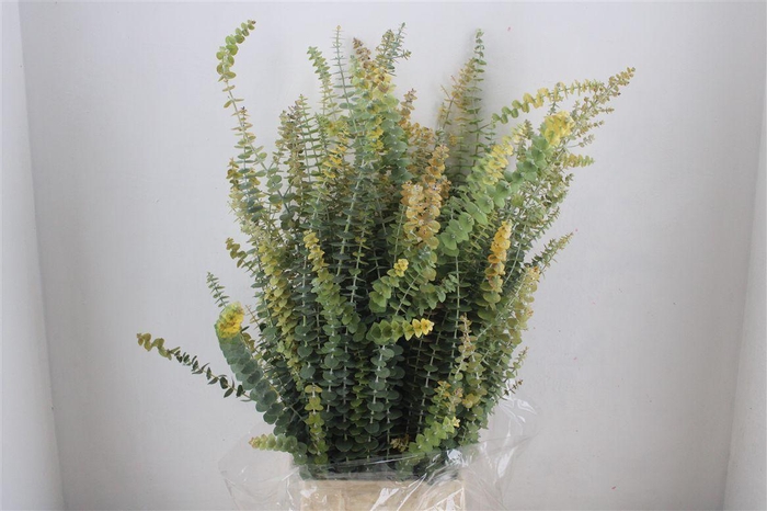 <h4>Euca Baby Blue Herfst 200gr Pbs</h4>