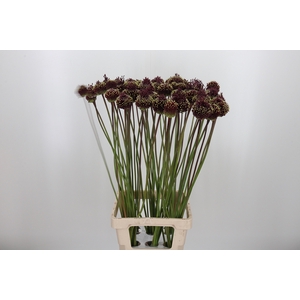 Allium Red Mohican