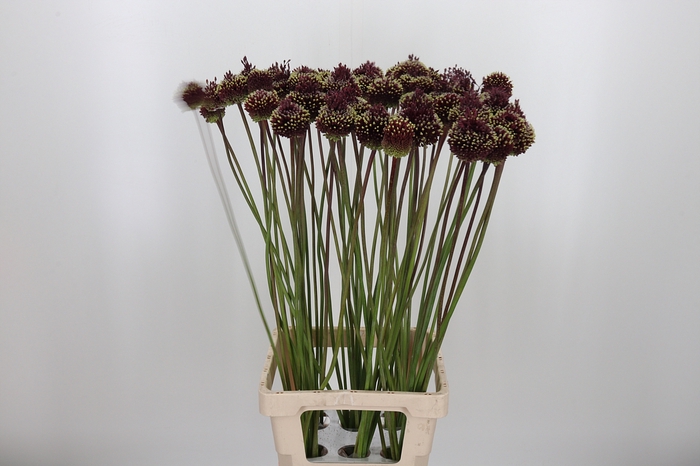 <h4>Allium Red Mohican</h4>